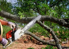 Best Tree Disease Treatment  in Marionville, MO