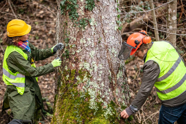 Best Tree Preservation Services  in Marionville, MO